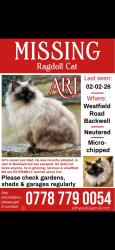 Lost Male Cat last seen In the gardens along station road, Backwell, England BS48 3NE