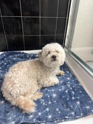 Found/Stray Male Dog last seen Tuers rd and rossburn ct, san jose, ca95121, San Jose, CA 95121