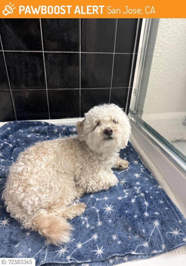 Found/Stray Male Dog last seen Tuers rd and rossburn ct, san jose, ca95121, San Jose, CA 95121