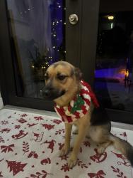 Reunited Female Dog last seen 1st Sw W near the Walmart, Lehigh Acres, FL 33976
