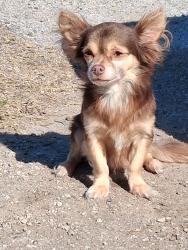 Lost Male Dog last seen Fidelity st, Houston, TX 77029