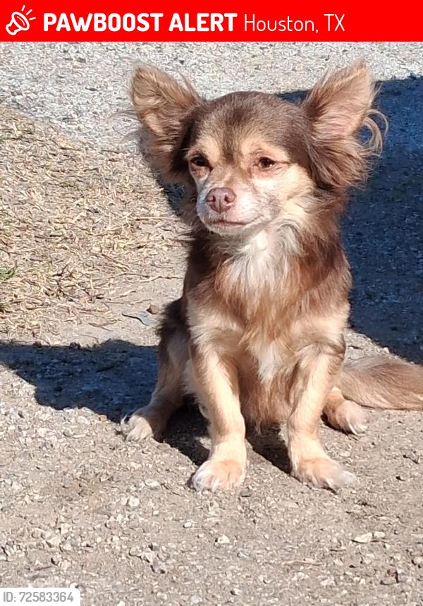 Lost Male Dog last seen Fidelity st, Houston, TX 77029