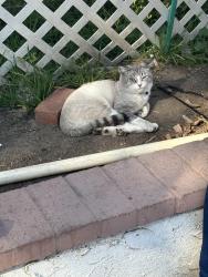 Lost Male Cat last seen Birch St and Highland st, santa ana ca, Santa Ana, CA 92703