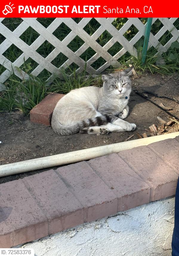 Lost Male Cat last seen Birch St and Highland st, santa ana ca, Santa Ana, CA 92703