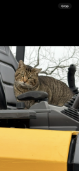 Lost Male Cat last seen Near south, Royse City, TX 75189