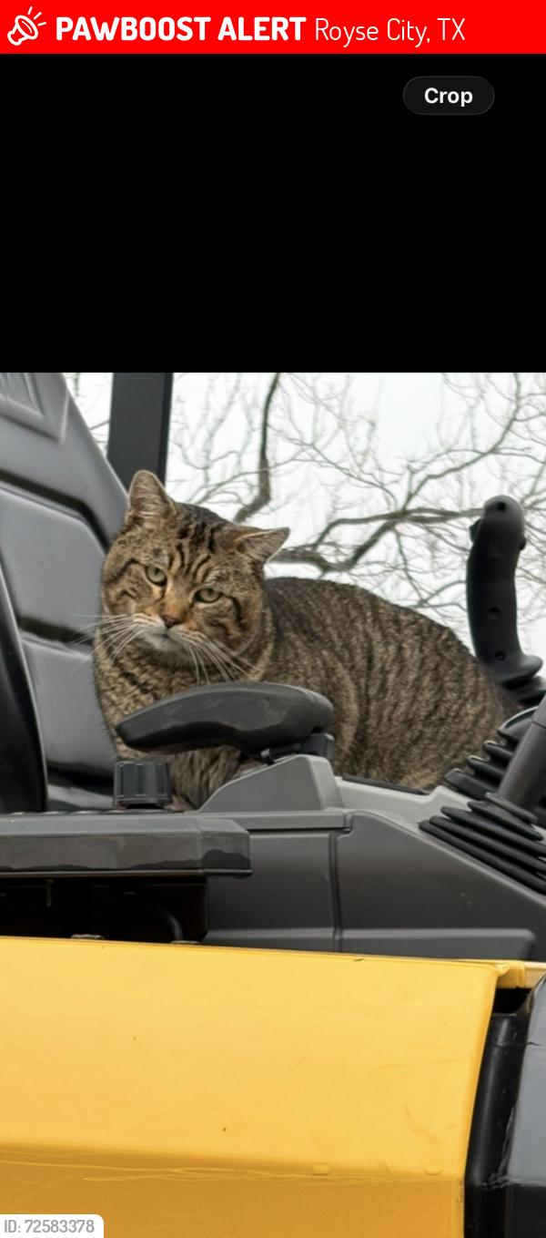 Lost Male Cat last seen Near south, Royse City, TX 75189