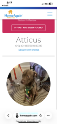 Lost Male Dog last seen Us hwy 90, Spanish Fort, AL 36527