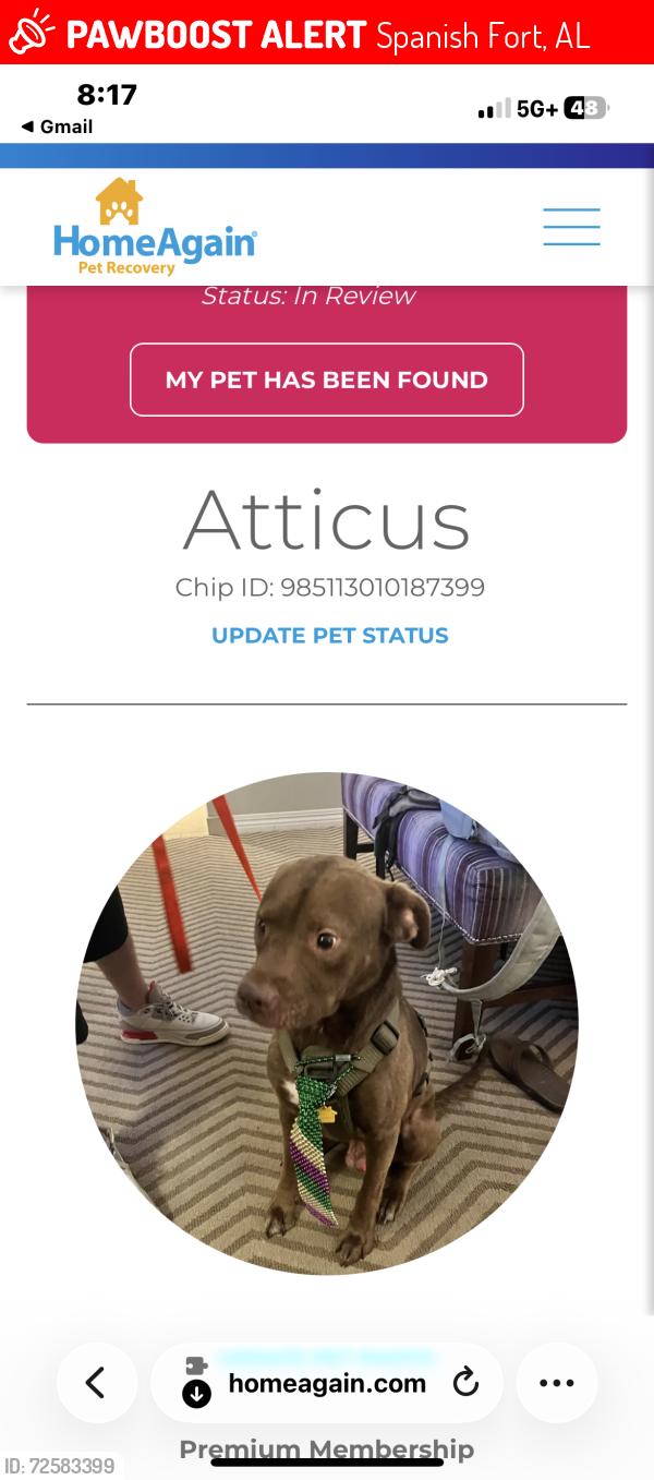Lost Male Dog last seen Us hwy 90, Spanish Fort, AL 36527