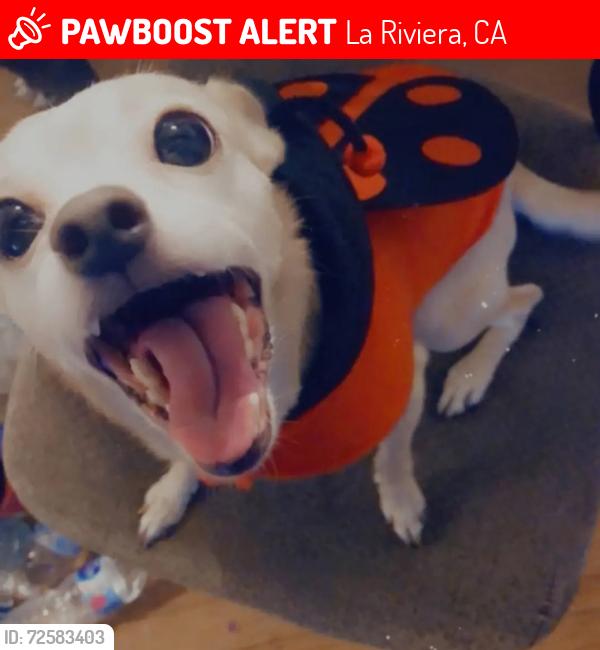 Lost Female Dog last seen Paseo rio way. Folsom blvd, La Riviera, CA 95827