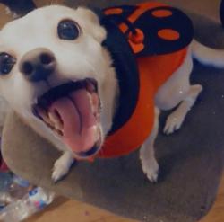 Lost Female Dog last seen Paseo rio way. Folsom blvd, La Riviera, CA 95827