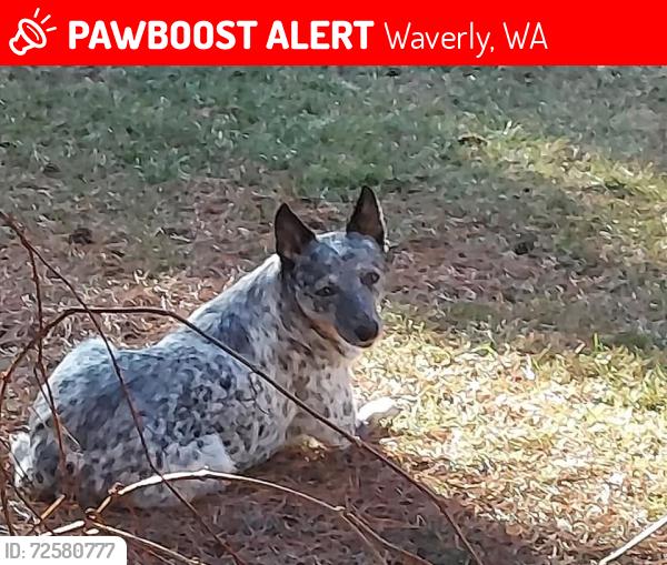 Lost Female Dog last seen By the Waverly Tavern, Waverly, WA 99039