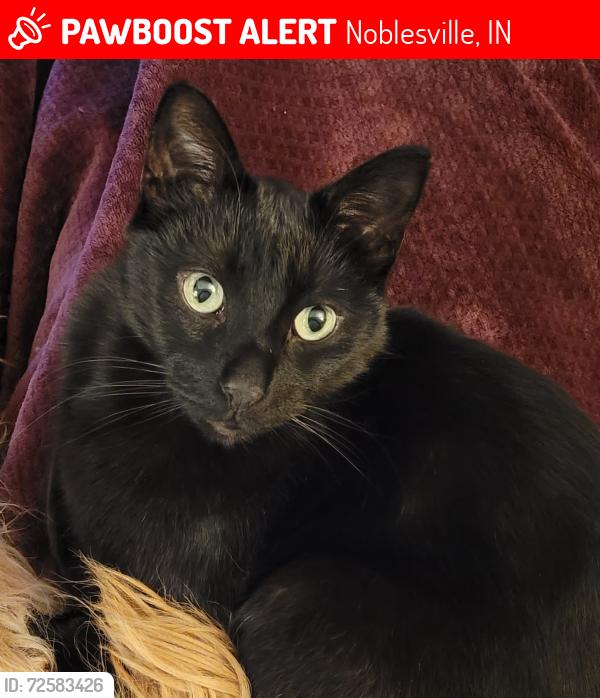 Lost Male Cat last seen 6th & Cherry, Noblesville, IN 46060