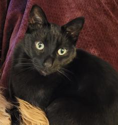 Lost Male Cat last seen 6th & Cherry, Noblesville, IN 46060