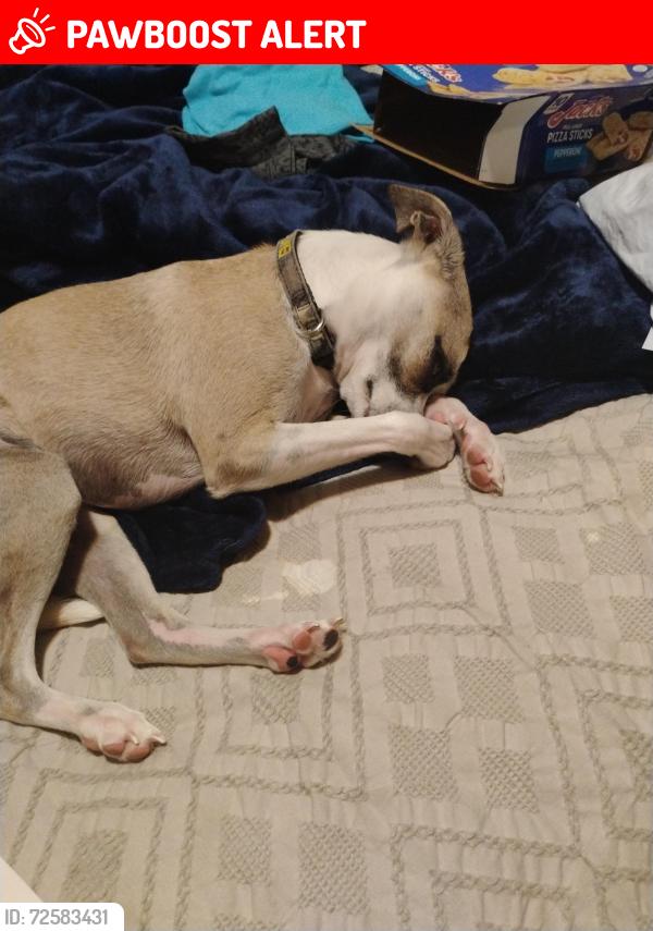 Lost Male Dog last seen Whippsmill Rd and Lagrange , Blue Ridge Manor, KY 40223