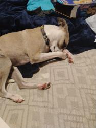 Lost Male Dog last seen Whippsmill Rd and Lagrange , Blue Ridge Manor, KY 40223
