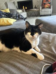 Lost Male Cat last seen Coolidge and Wattles, Troy, MI 48084