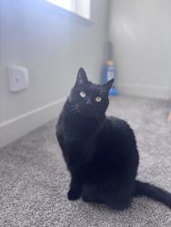 Lost Female Cat last seen Near W 1200 S , Tremonton, UT 84337