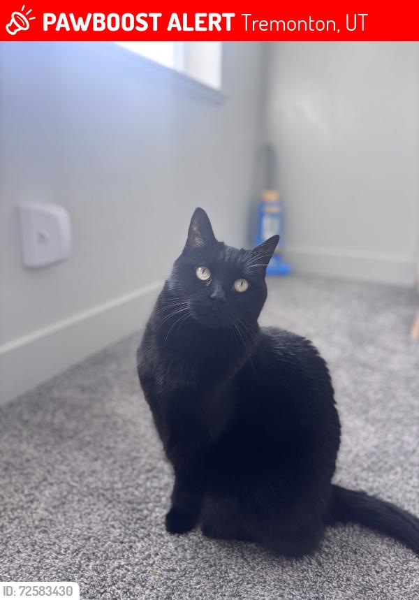 Lost Female Cat last seen Near W 1200 S , Tremonton, UT 84337