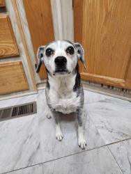 Reunited Female Dog last seen Seven Hills/Kirby & Stetson, Hemet, CA 92545