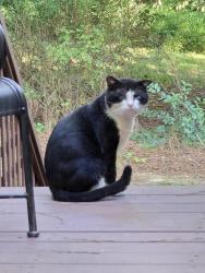 Lost Male Cat last seen Asterwood Drive and Avent Ferry Rd , Raleigh, NC 27606