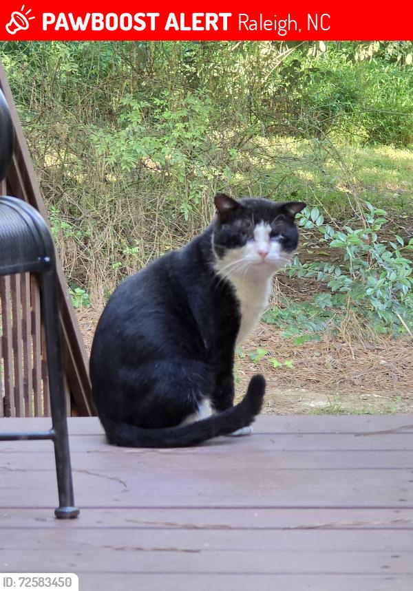 Lost Male Cat last seen Asterwood Drive and Avent Ferry Rd , Raleigh, NC 27606