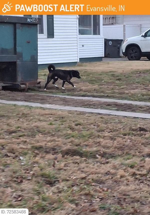 Found/Stray Male Dog last seen Near Taylor ave , Evansville, IN 47714