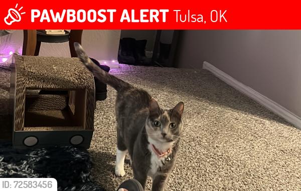Lost Female Cat last seen Huntington Hollow apmts at 41st and Garnett, Tulsa, OK 74146