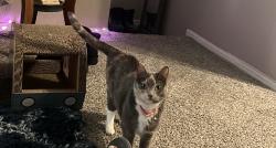 Lost Female Cat last seen Huntington Hollow apmts at 41st and Garnett, Tulsa, OK 74146