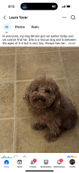 Lost Female Dog last seen 7/11 by Sam Calloway , Fort Worth, TX 76114