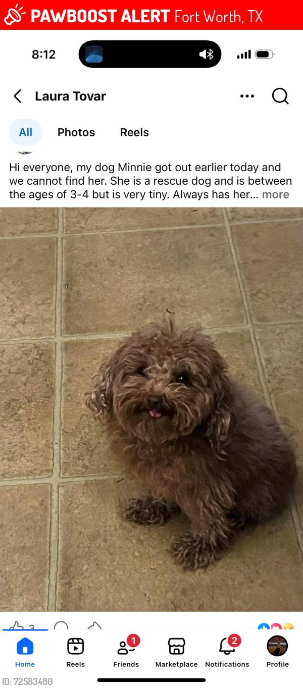 Lost Female Dog last seen 7/11 by Sam Calloway , Fort Worth, TX 76114