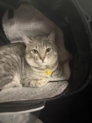 Lost Male Cat last seen Near oak cir ocala, Fl Marion County, Ocala, FL 34472