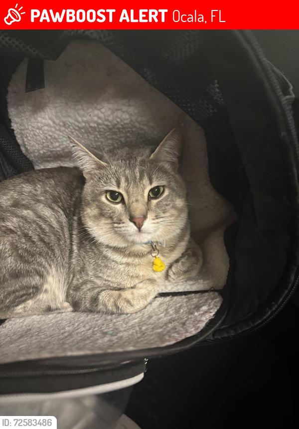 Lost Male Cat last seen Near oak cir ocala, Fl Marion County, Ocala, FL 34472