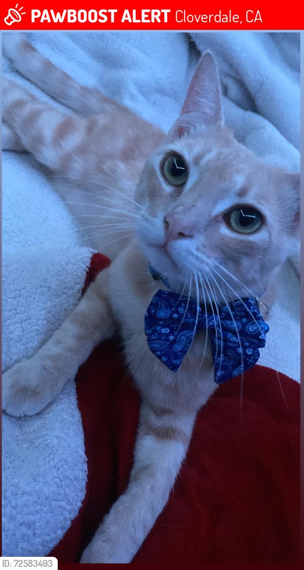Lost Male Cat last seen McCray Road , Cloverdale, CA 95425