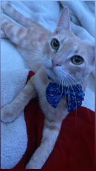 Lost Male Cat last seen McCray Road , Cloverdale, CA 95425