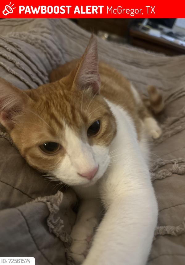 Lost Male Cat last seen Harris Creek church area, McGregor, TX 76657