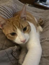 Lost Male Cat last seen Harris Creek church area, McGregor, TX 76657