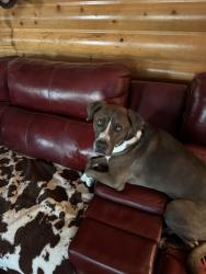 Lost Male Dog last seen 2nd and philpot , Ozark, AR 72949