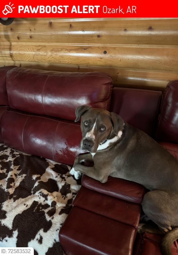 Lost Male Dog last seen 2nd and philpot , Ozark, AR 72949