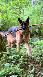 Lost Male Dog last seen Arrowhead Road, Cougar, WA 98616