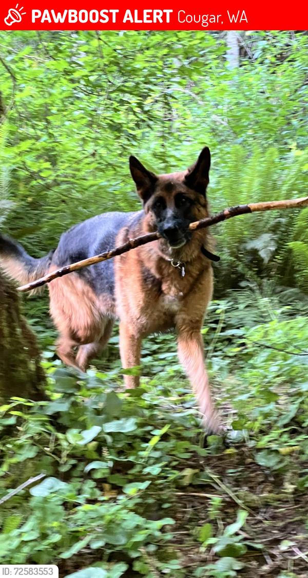 Lost Male Dog last seen Arrowhead Road, Cougar, WA 98616