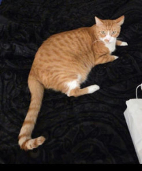 Lost Male Cat last seen Near James Lee & Woodrow NE St, Fort Walton Beach, FL 32547