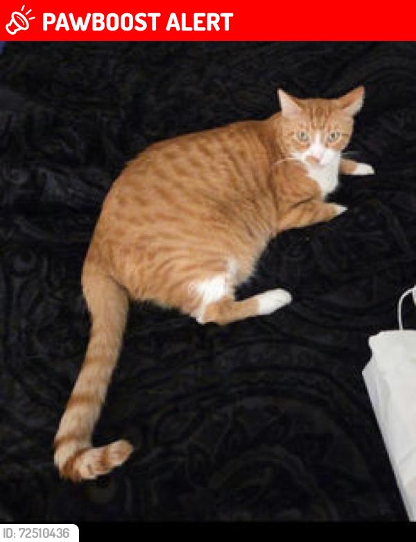 Lost Male Cat last seen Near James Lee & Woodrow NE St, Fort Walton Beach, FL 32547