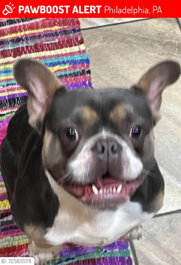 Lost Male Dog last seen Cedar park, Philadelphia, PA 19143