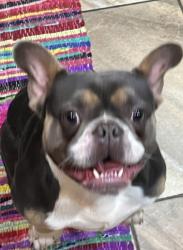 Lost Male Dog last seen Cedar park, Philadelphia, PA 19143
