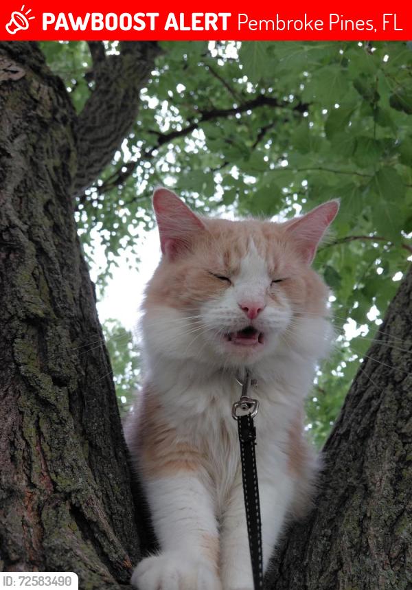 Lost Male Cat last seen Ft Lauderdale, Fort Lauderdale, FL 33301