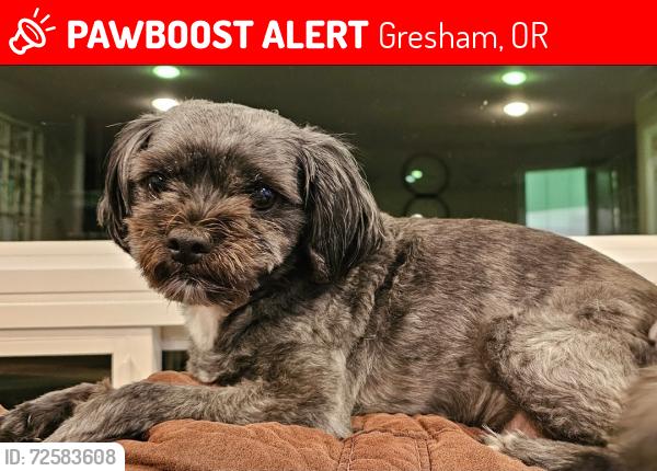 Lost Female Dog last seen N Main & NW 8th, Gresham, OR 97030