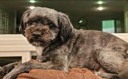 Lost Female Dog last seen N Main & NW 8th, Gresham, OR 97030