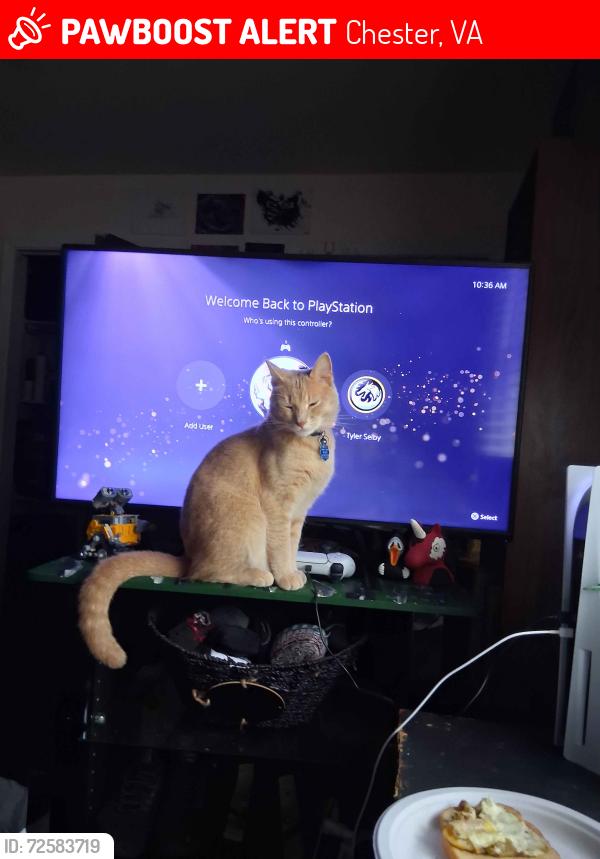 Lost Male Cat last seen Near windcry dr, Chester, VA 23831