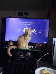 Lost Male Cat last seen Near windcry dr, Chester, VA 23831