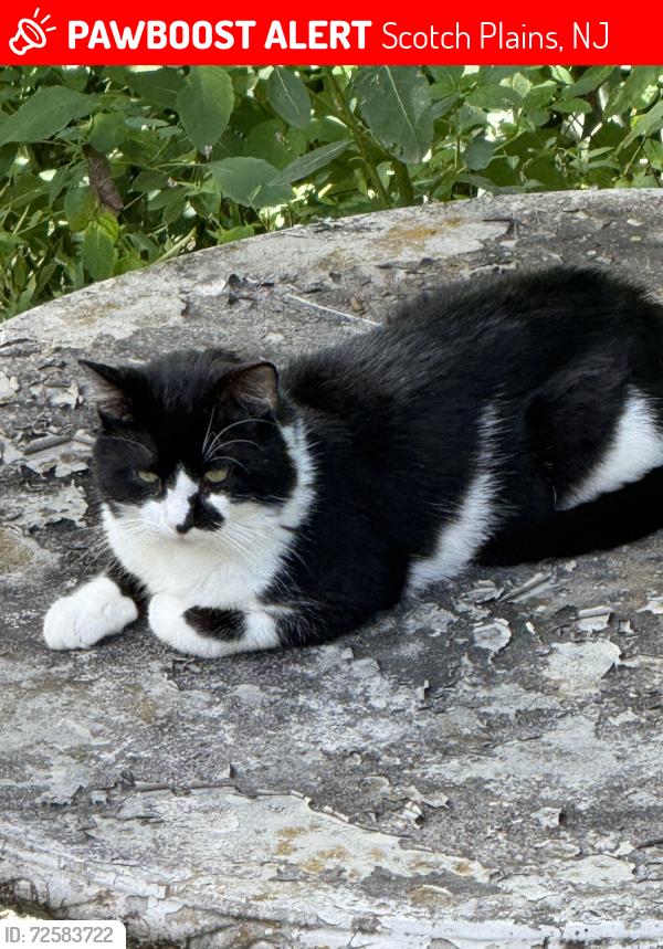 Lost Male Cat last seen Ponderosa park , Scotch Plains, NJ 07076